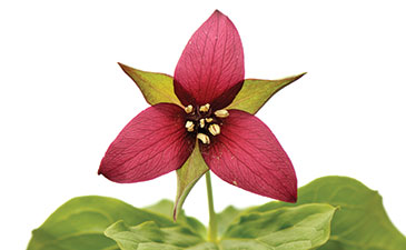 A single dark pink flower