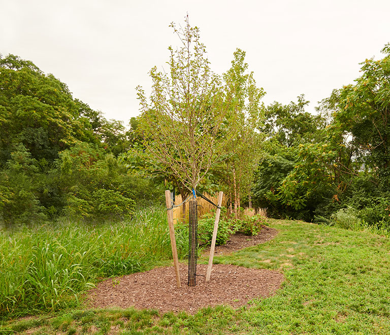 A lone tree in an area surrounded by shrubs