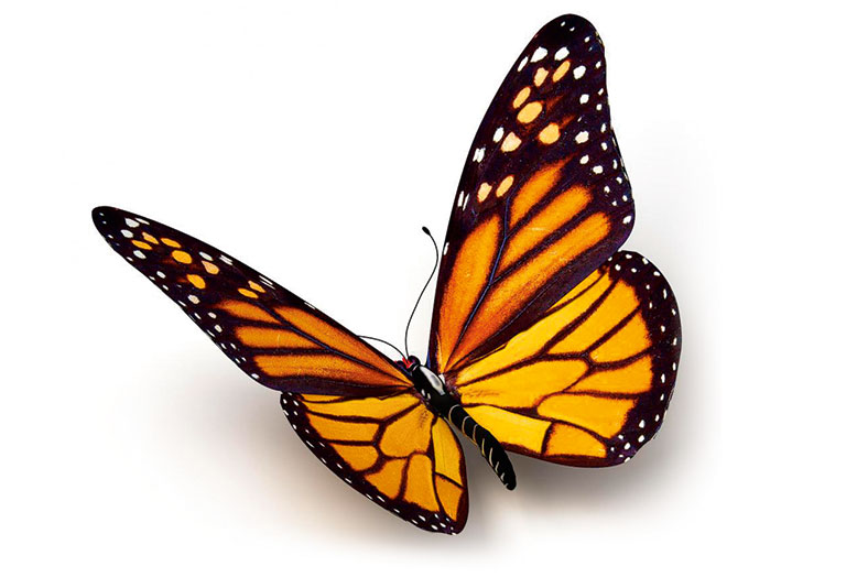 A photo of a monarch butterfly.