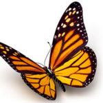 A photo of a monarch butterfly.