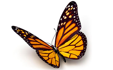 A photo of a monarch butterfly.