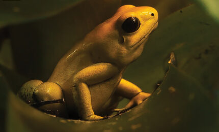 A poison dart frog