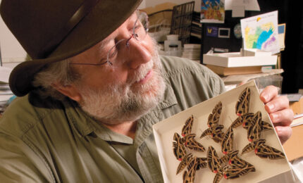 scientist working on and surrounded by bug specimens
