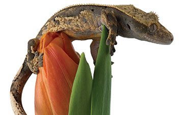A gecko perched on a tulip.