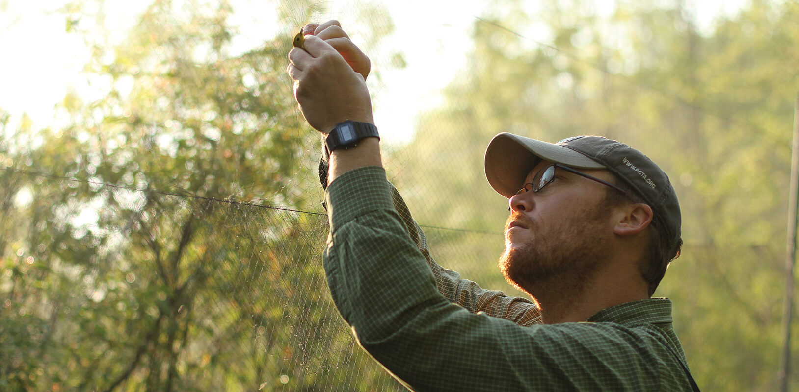 A man removing a bird from a net used to catch birds for banding.