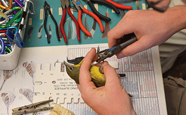 A closeup photo of someone banding a yellow bird.