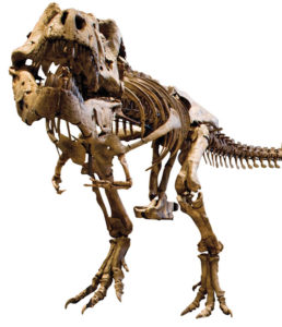 t-rex skeleton