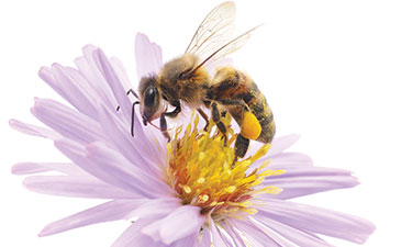 A bee pollenating a purple flower