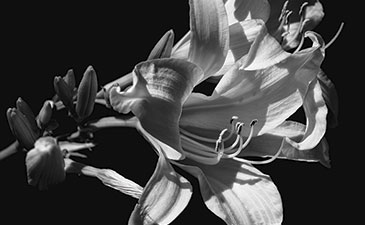 A black and white photo of a close-up view of a flower