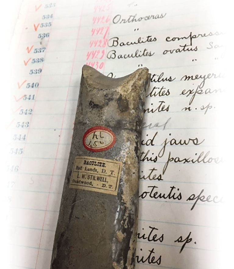 A fossil laying on a book with hand written records.