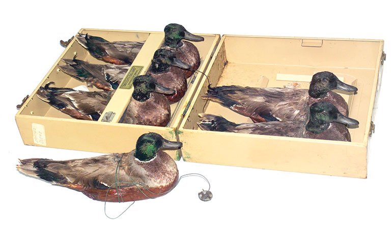 A case of decoy ducks.