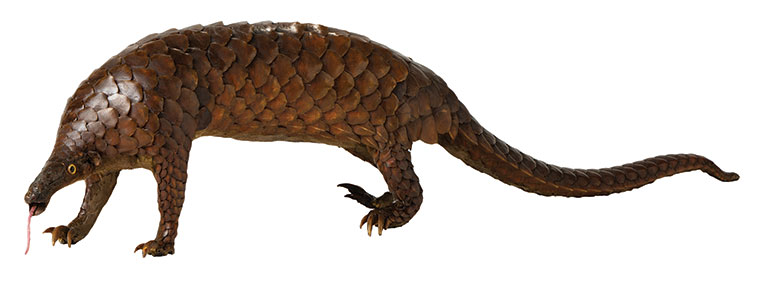 A full body photo of a pangolin