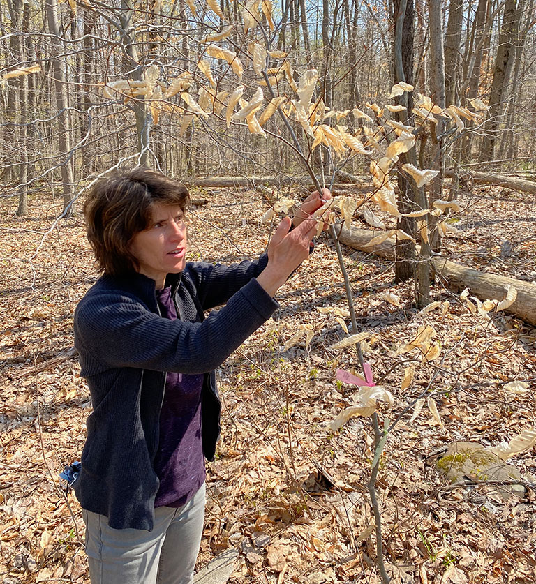 A women examining leaves on a tree
