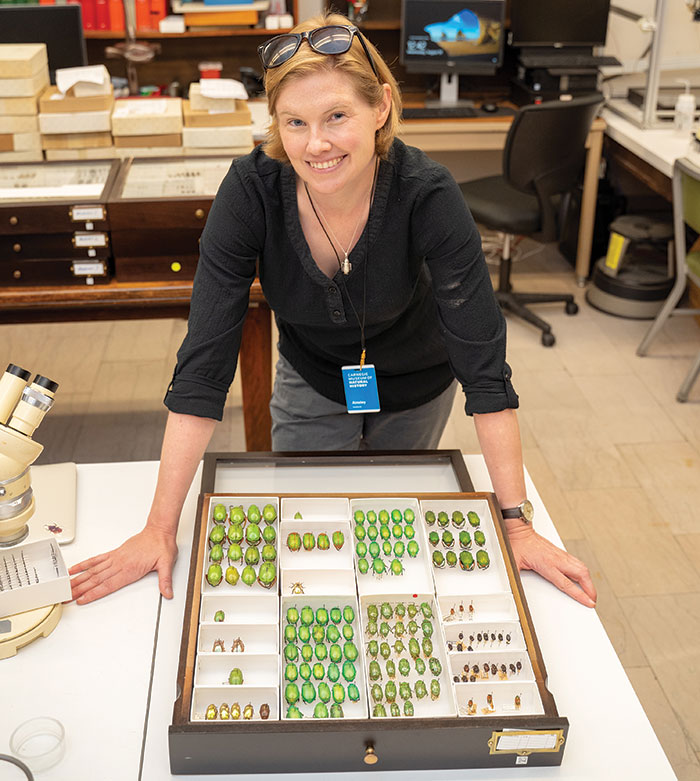 A women leaning over a drawer full of colorful beetles