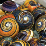 A collection of colorful snail shells