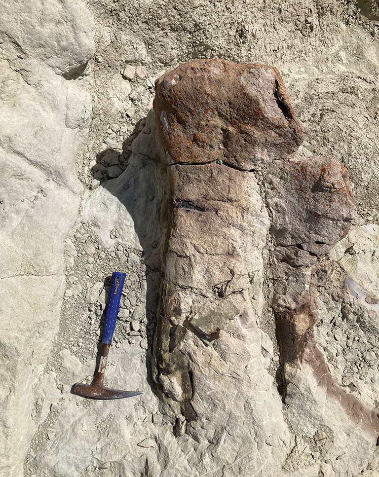 A large fossil buried in the ground.