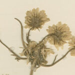 A detail from a page displaying a very old specimen of a dried marigold plant.