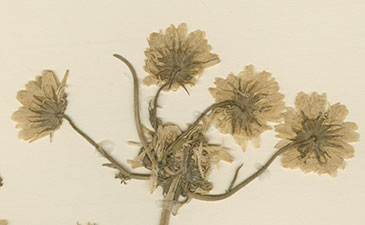 A detail from a page displaying a very old specimen of a dried marigold plant.