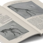 Open book displaying illustrations and text about dinosaur skeletons, featuring detailed descriptions and diagrams.