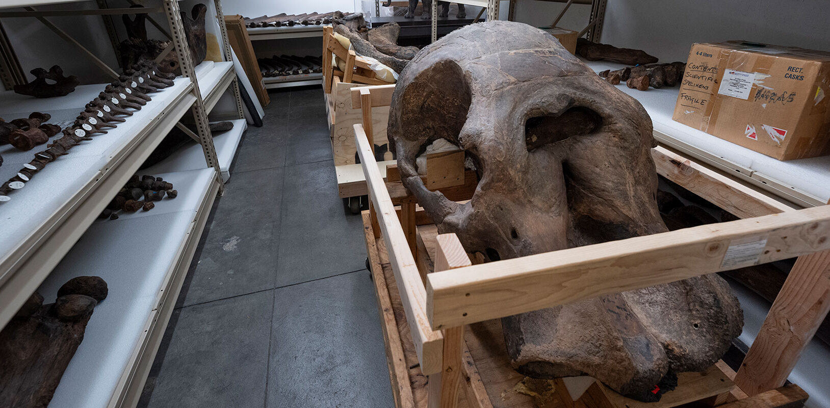 A large dinosaur skull and fossilized bones are stored on wooden carts and shelves in a paleontological lab.