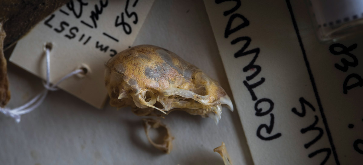 Skull of a vampire bat