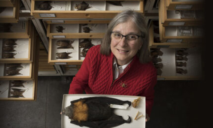 Collection manager Susan McLaren standing among drawers of bats. She's holding a box with a large flying fox bat.