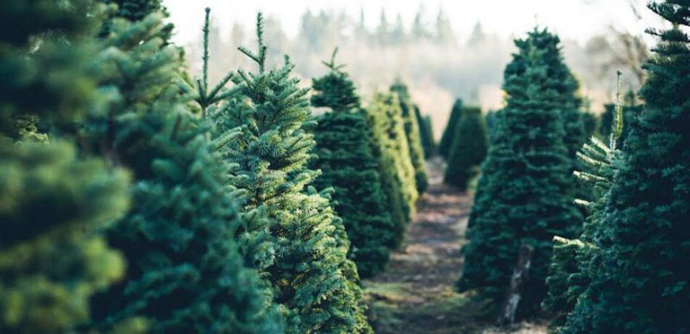 A group of evergreen trees.