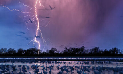A landscape of Sandhill Cranes with lightening flashing over a river.
