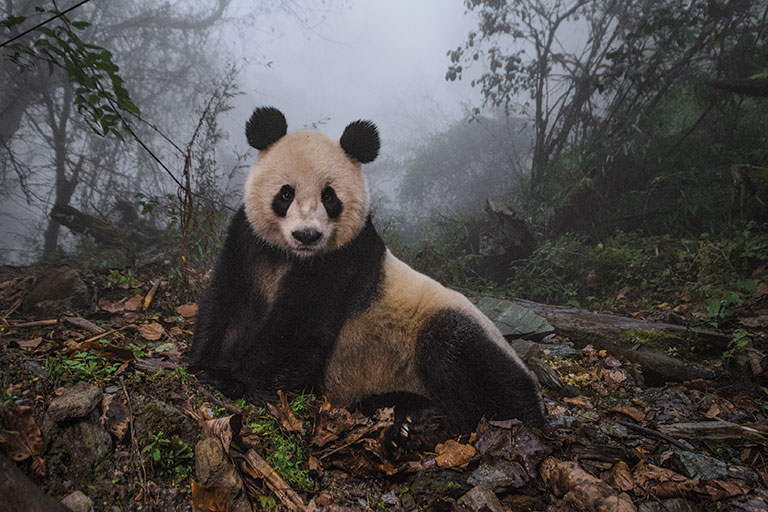 A Giant Panda