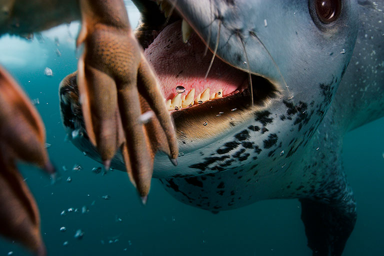 A leopard seal chasing a penguin chick.