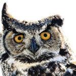 A great horned Owl.