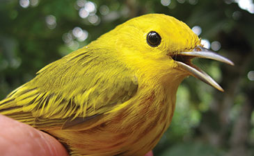 A photo of a yellow warbler bird