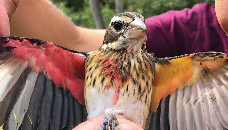 A bird with its wings spread open to show it coloration.
