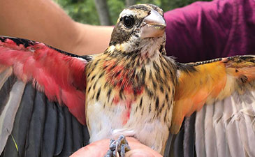 A bird with its wings spread open to show it coloration.