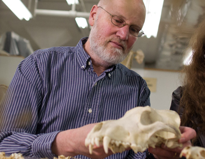 scientist examining an animal skull