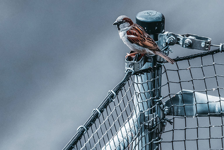 A lone bird sitting on a cyclone fence