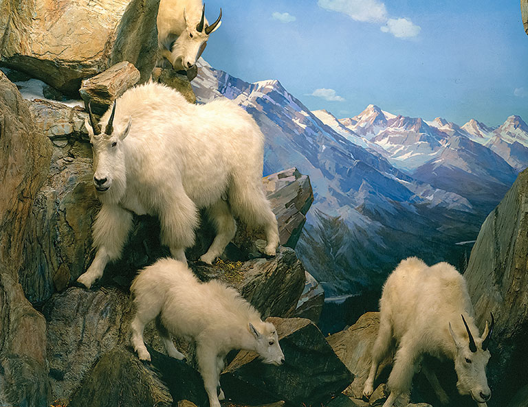 A diorama of mountain goats