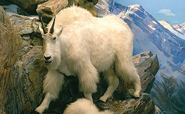 A diorama of mountain goats