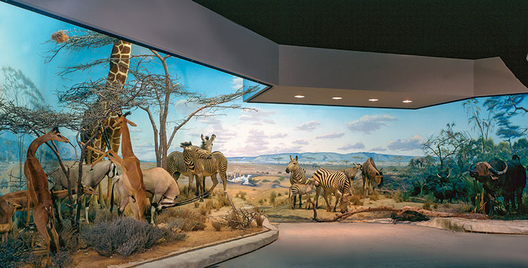 diorama of african savanna
