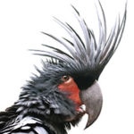 A male palm cockatoo