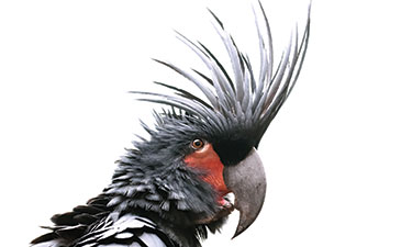 A male palm cockatoo