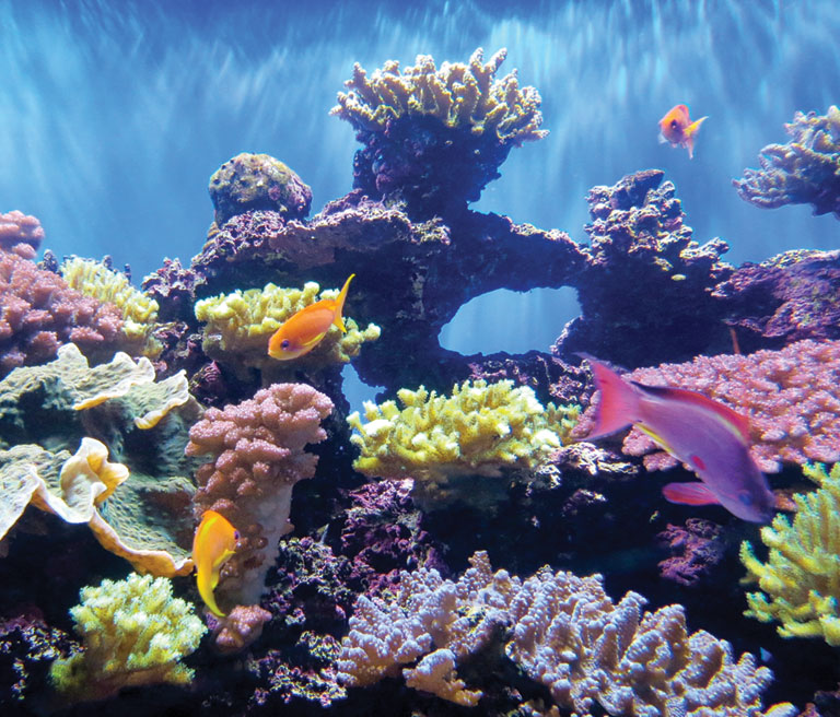 Colorful fish swim around a grouping of colorful corral.