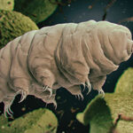 A detailed illustration of a water bear, or tardigrade, showcasing its distinct segmented body and clawed limbs amidst a microenvironment.